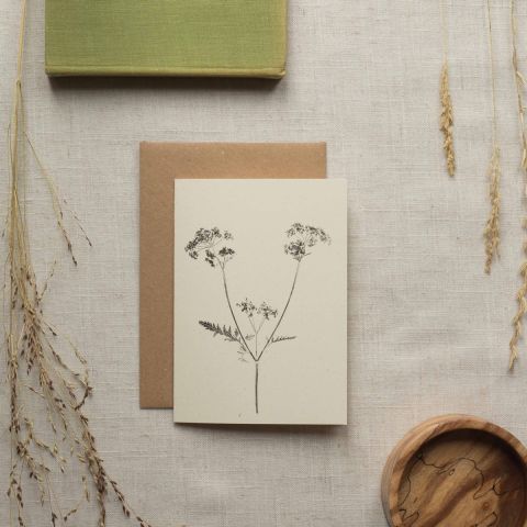 Botanical Card - Cow Parsley