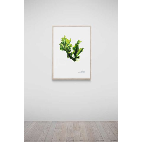 Teignmouth Hand Pressed Seaweed A4 Print - Sea Lettuce
