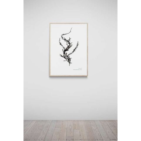 Woolacombe Hand Pressed Seaweed  A3 Print - Wireweed