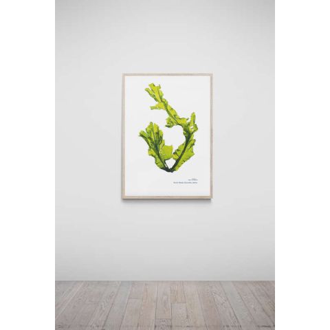 Salcombe Hand Pressed Seaweed A3 Print - Sea Lettuce