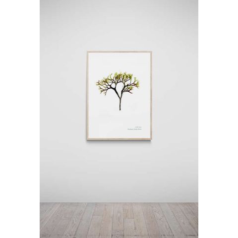 Blackpool Sands Hand Pressed Seaweed A4 Print - Irish Moss