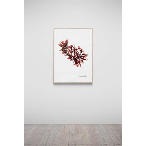 Saunton Sands Hand Pressed Seaweed A3 Print - Sea Oak