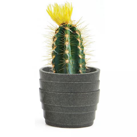 Stagma Small Plant Pot - Charcoal Lines