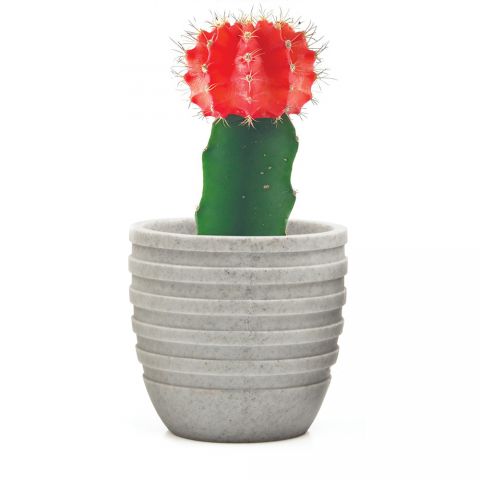 Stagma Small Plant Pot - Grey Lines