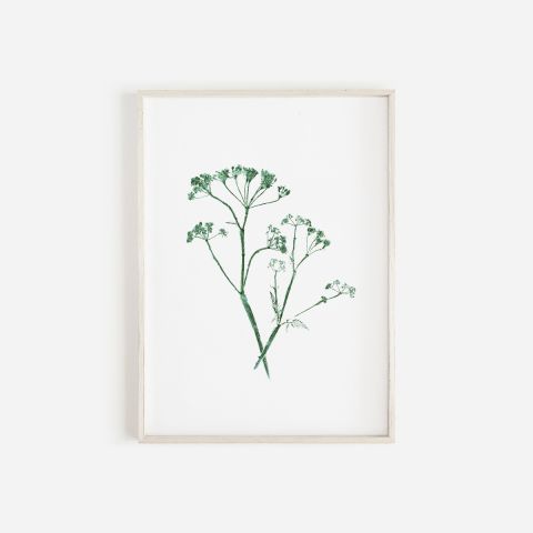 Cow Parsley Monoprint Green | Botanical Wall Art A3
